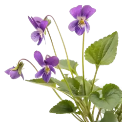 Imagen PNG para descargar